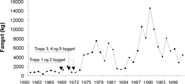 Figur 6.2 Eksempel på vekst i laksefangsten i en elv før
 og etter etablering av fisketrapp. 
 Stordalselv i Åfjord.