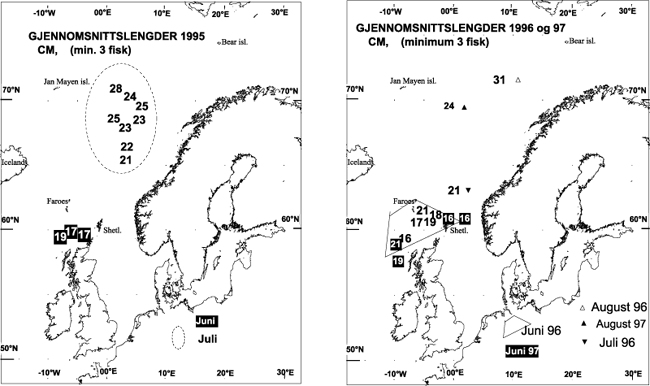 Figur 11.2 Gjennomsnittslengder (cm) for postsmolt i juni og juli 1995
 (venstre) og juni, juli og august 1996–97 (høyre).
 Gjennomsnitt beregnet fra stasjoner med minimum tre fisk i fangsten.