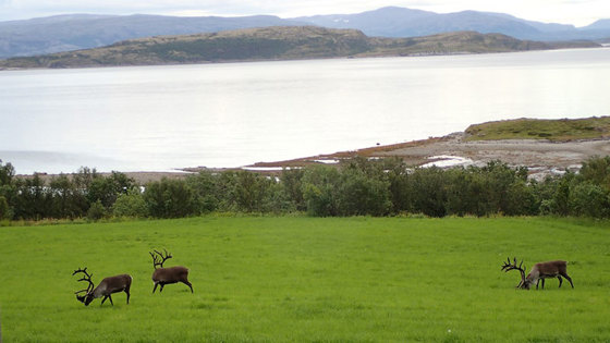 Beiting av rein er generelt positivt for artsmangfoldet, men det er også utfordringer i forhold til beiting på innmark som her.