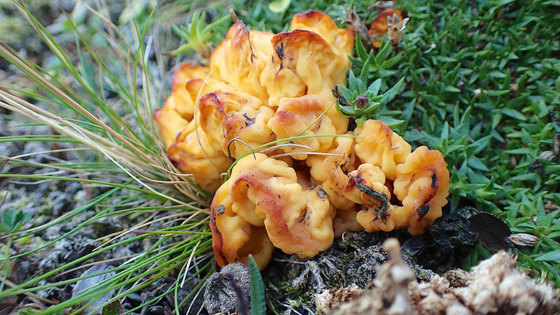 En av de vakre soppene påvist i Indre Sandvik er denne spademorkelen i Spahularia-slekten. Den har foreløpig ikke noe norsk artsnavn.