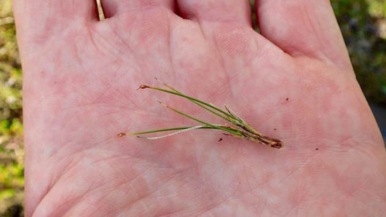 Krypsivaks er en nasjonalt og internasjonalt meget sjelden art. Forekomstene ved Goaharat og på Sanvikhalvøya er de klart største i Norge.