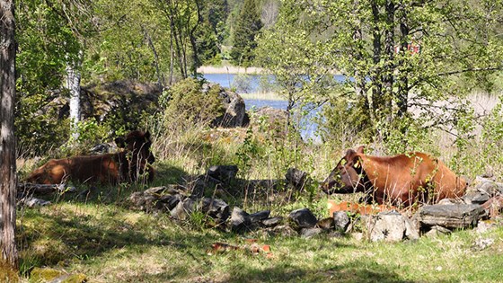 Kyr, sau og hester er med på å beite ned og holde kulturlandskapet ved Bøensæter åpent. Her har kuene funnet seg et hvilested i en gammel hustuft på området. 