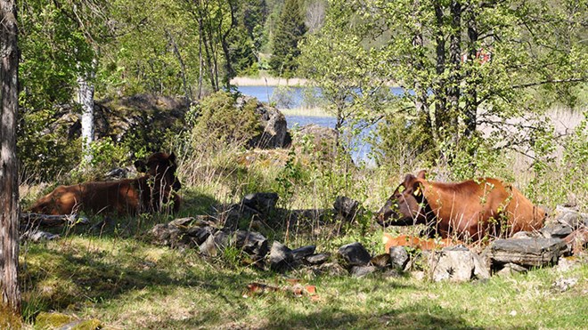 Kyr, sau og hester er med på å beite ned og holde kulturlandskapet ved Bøensæter åpent. Her har kuene funnet seg et hvilested i en gammel hustuft på området. 
