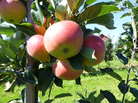 Epla i Sauherad er snart klare for innhausting. Kommunen har jordsmonn og klima som er svært eigna for fruktproduksjon, og er blant dei største fruktdistrikta i Noreg. 