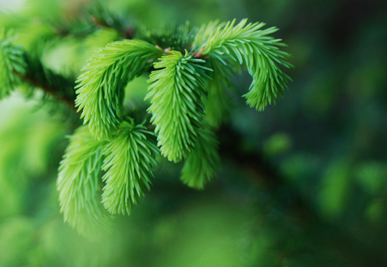 Landbruks- og matministeren oppfordrer deltakerne i dialogforumet til å fortsette samarbeidet for økt FoU-aktivitet, og har bedt om konkrete forslag til tiltak som kan bidra til dette.
