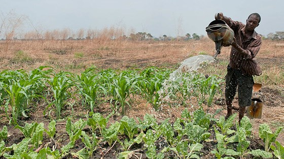 Over 600.00 bønder i Afrika får støtte via Farm to Market Alliance. Foto: Ken Opprann, Norad