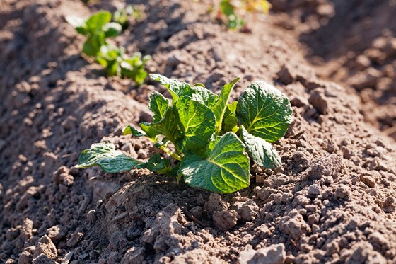 I utviklingen av morgendagens potetsorter legges det vekt på at nye sorter gir gode avlinger og er sterke mot skadegjørere.