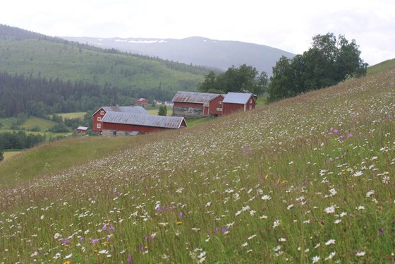 Kvelia-Kvesjøen i Lierne kommune er en skogs- og fjellbygd med et omfattende utmarksbruk.
