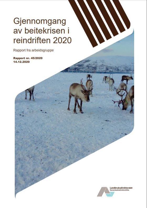 Forside:Rapport - Gjennomgang av beitekrisen i reindriften 2020.JPG