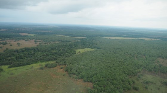 Flyfoto av regnskog