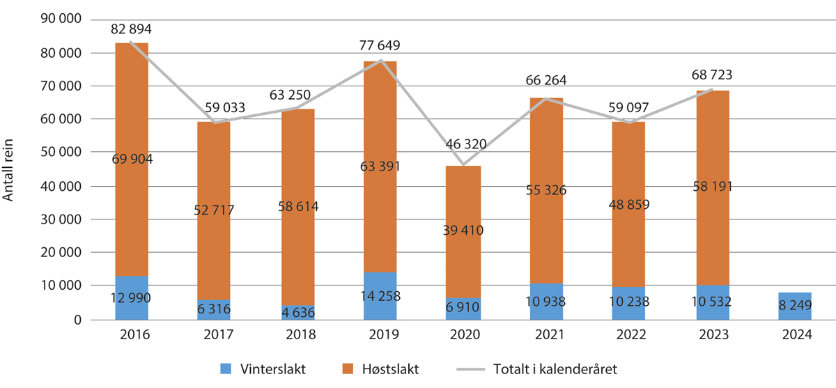 Figur 5.1 Antall slakt til slakteri per kalenderår 2016-20241