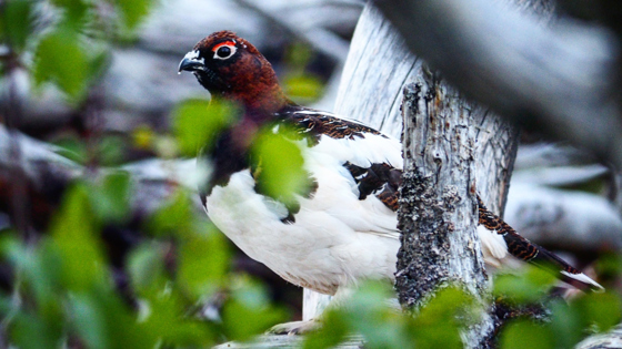 Lyripestegg Simskardet.