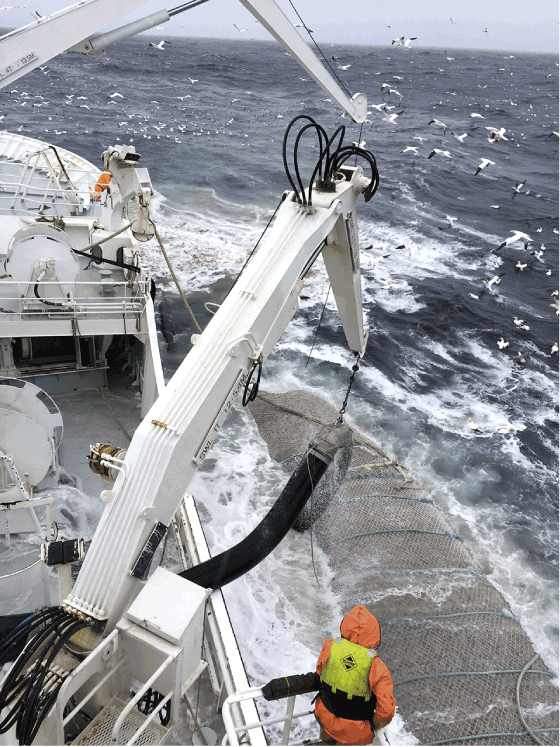 Figur 3.10 På kolmulefiske