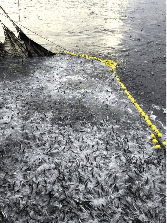 Figur 3.11  Makrellfiske