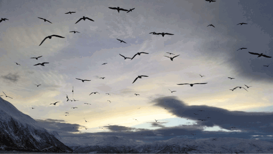 Figur 3.7 Fiske etter norsk vårgytande sild i Katfjorden nord for Senja. Bildet er tatt frå fartøyet Norafjell