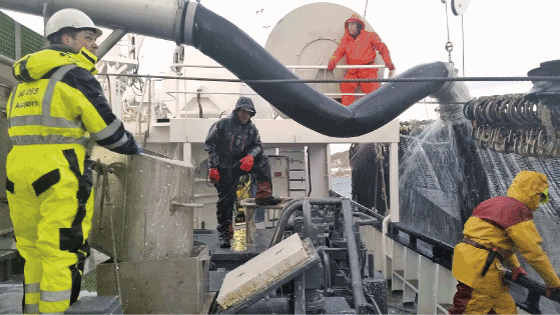 Figur 3.8 Mannskapet på ringnotfartøyet Norafjell pumper sild frå ringnota 