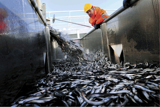 Figur 3.9 Loddefiske 