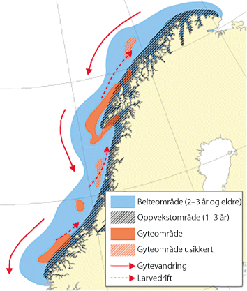 Figur 4.12 Utbreiingsområde og gyteområde for nordaust-arktisk sei. 
