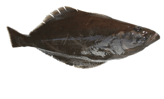 Figur 4.14 Blåkveite
