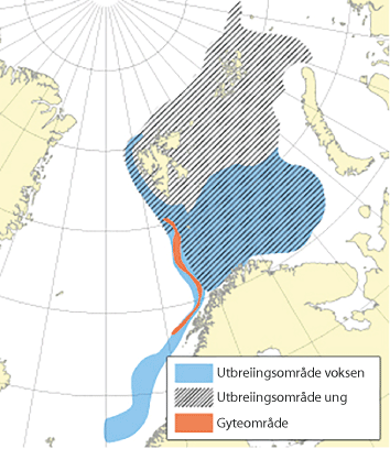 Figur 4.15 Utbreiingsområde og gyteområde for nordaust-arktisk blåkveite
