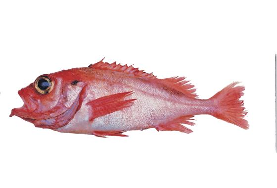 Figur 4.17 Snabeluer
