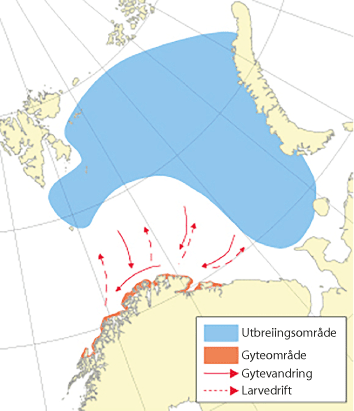 Figur 4.20 Utbreiingsområde og gyteområde for lodde i Barentshavet

