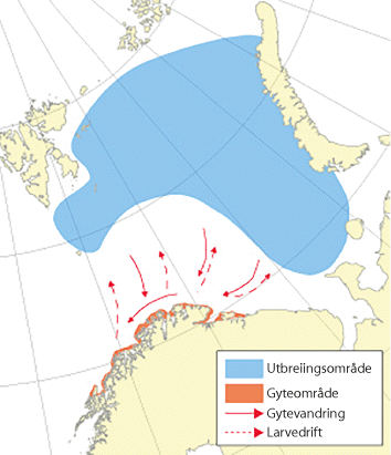 Figur 4.20 Utbreiingsområde og gyteområde for lodde i Barentshavet
