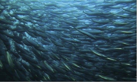 Figur 4.25 Sildestim
