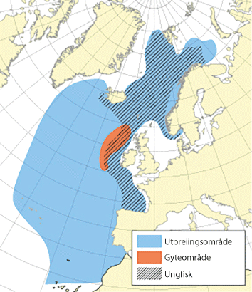 Figur 4.32 Utbreiingsområde og gyteområde for nordaust-atlantisk kolmule
