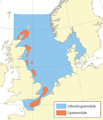 Figur 4.38 Utbreiingsområde og gyteområde for nordsjøsild
