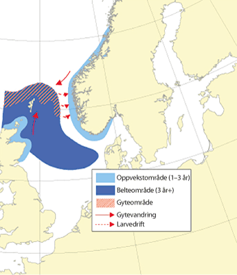 Figur 4.41 Utbreiingsområde og gyteområde for sei i Nordsjøen, Skagerrak og vest av Skottland
