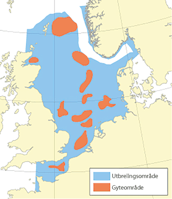 Figur 4.44 Utbreiingsområde og gyteområde for torsk i Nordsjøen, Skagerrak og den austlege engelske kanalen
