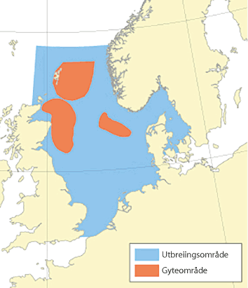 Figur 4.47 Utbreiingsområde og gyteområde for hyse i Nordsjøen, Skagerrak og vest av Skottland
