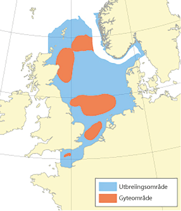 Figur 4.50 Utbreiingsområde og gyteområde for kviting i Nordsjøen, Skagerrak og den austlege engelske kanalen.

