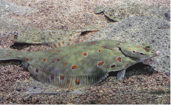 Figur 4.52 Raudspette
