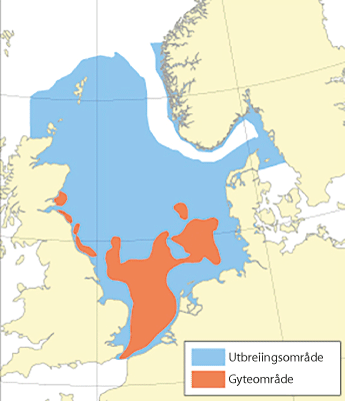 Figur 4.53 Utbreiingsområde og gyteområde for raudspette i Nordsjøen og Skagerrak
