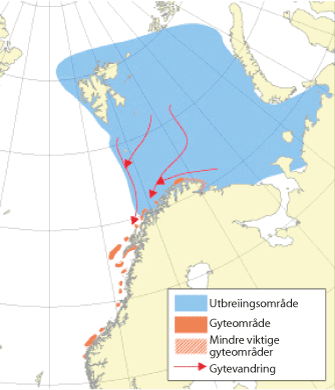 Figur 4.6 Utbreiingsområde og gyteområde for nordaust-arktisk torsk
