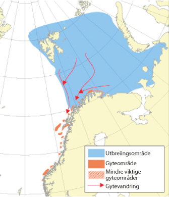 Figur 4.6 Utbreiingsområde og gyteområde for nordaust-arktisk torsk
