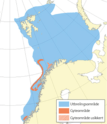 Figur 4.9 Utbreiingsområde og gyteområde for nordaust-arktisk hyse
