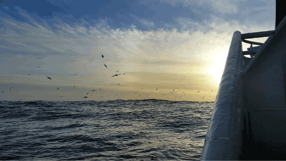 Figur 5.2 Loddefiske ved Island februar 2016 