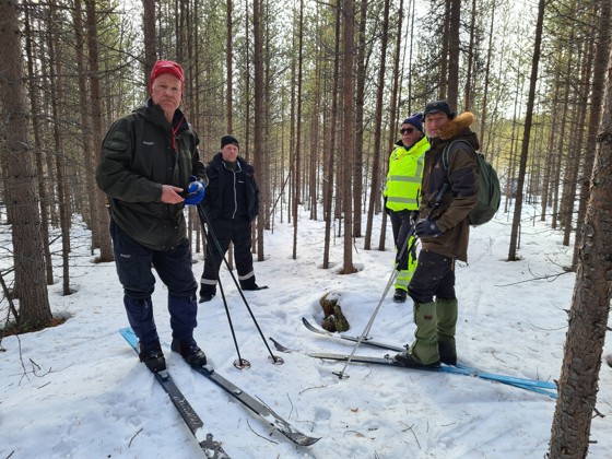 Mye av furuskogen i Finnmark har behov for tynning.