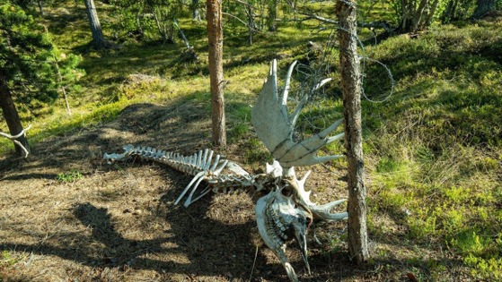 Nedfalte gjerder kan føre til dyretragedier.