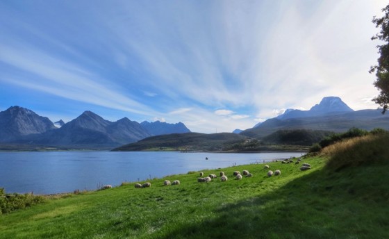 Sau på beite i Troms.
