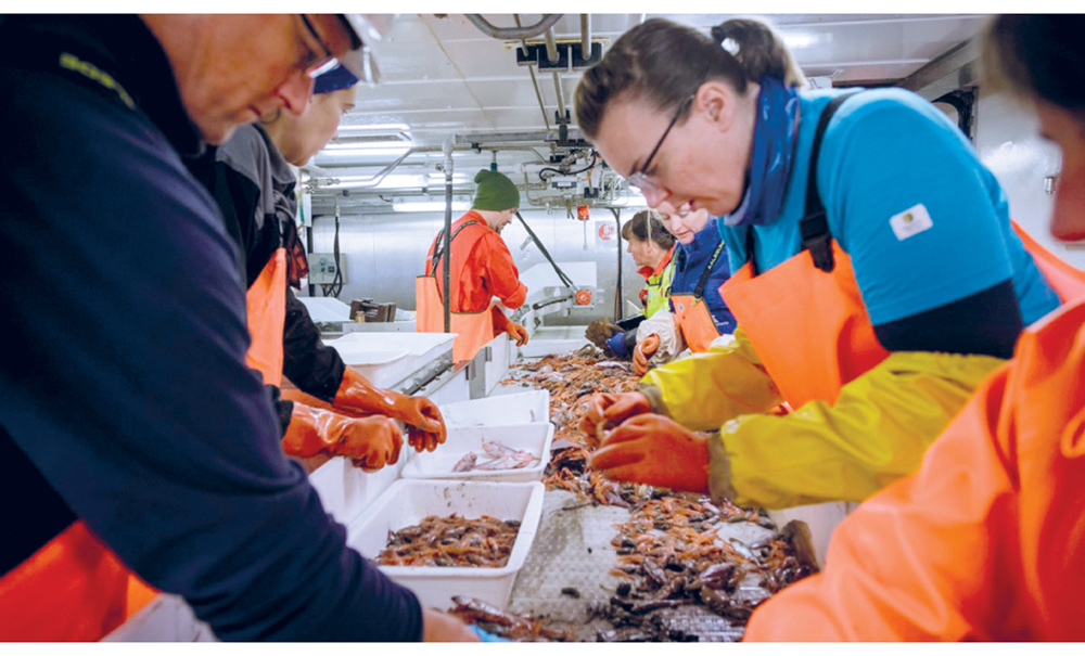 Figur 2.4 Økosystemtokt i Barentshavet. Forskarane sorterar fangsten frå ein botntrål
