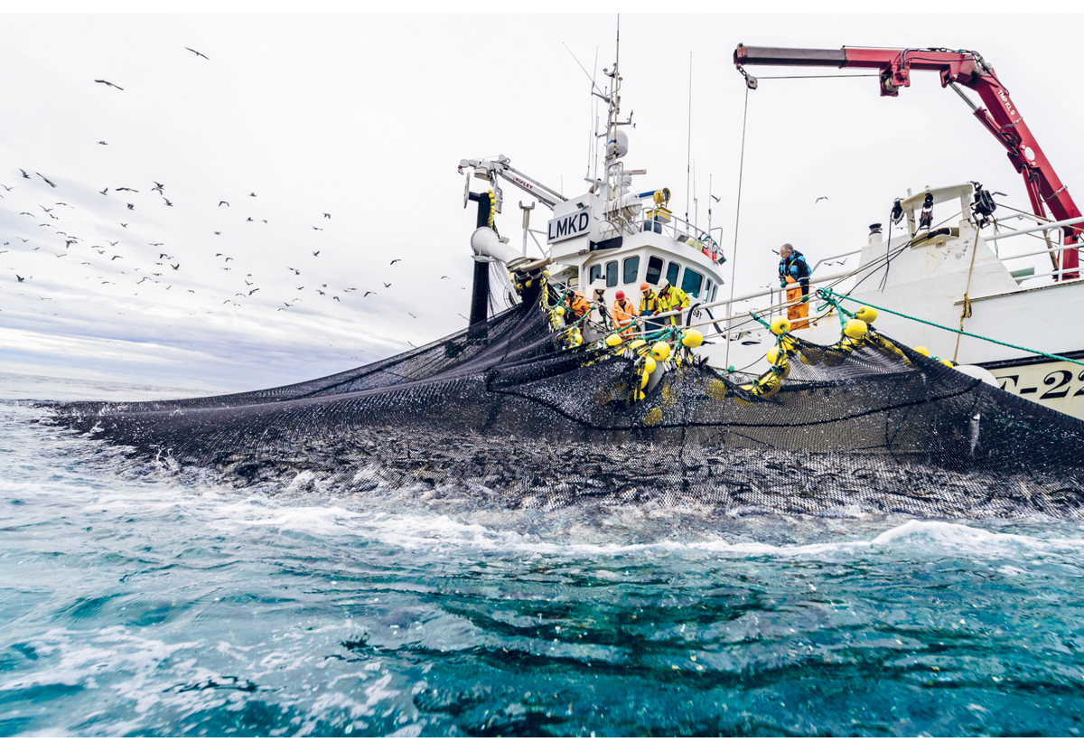 Figur 3.6 Sildefiske