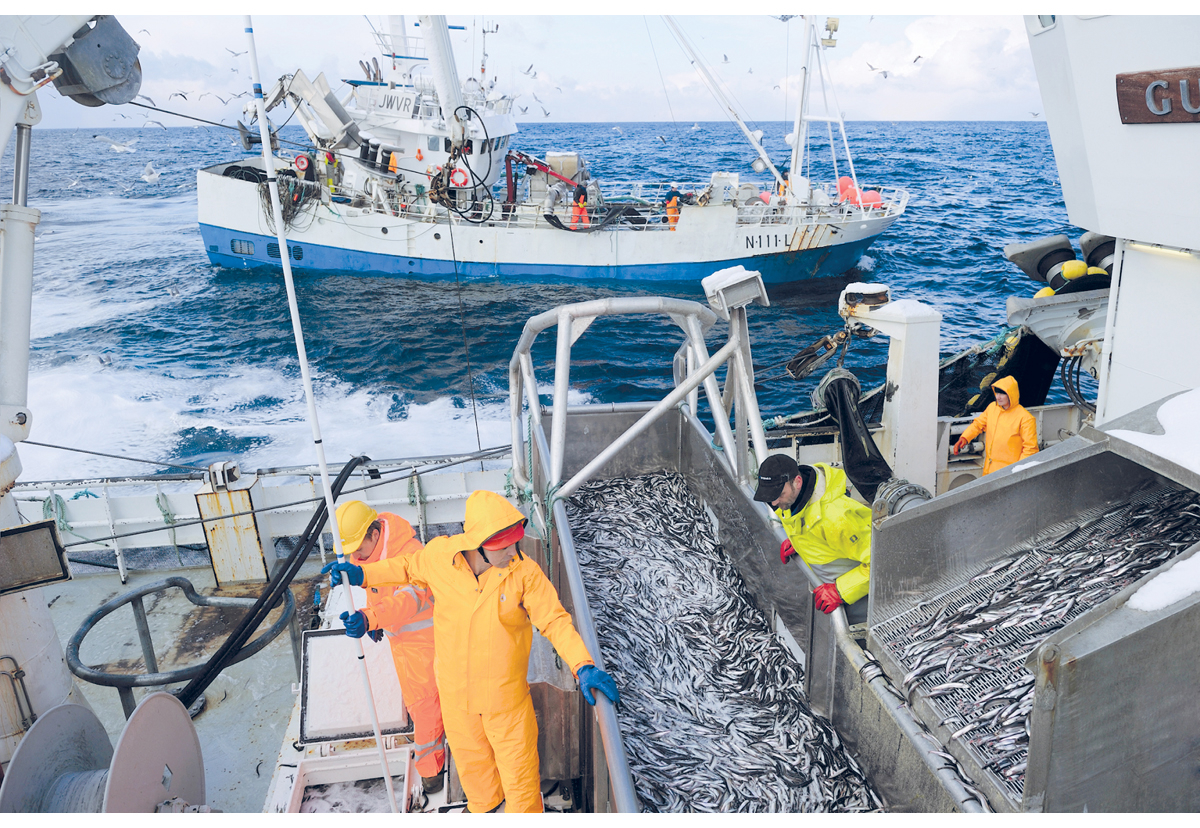 Figur 3.7 Loddefiske 
