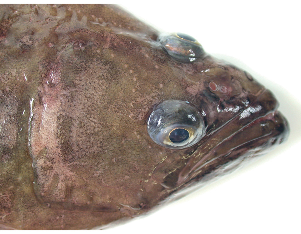 Figur 4.14 Blåkveite