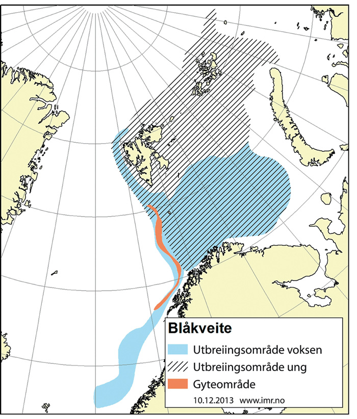 Figur 4.15 Utbreiingsområde og gyteområde for nordaustarktisk blåkveite