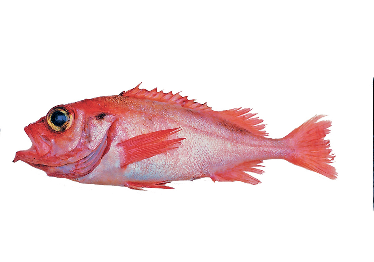 Figur 4.17 Snabeluer