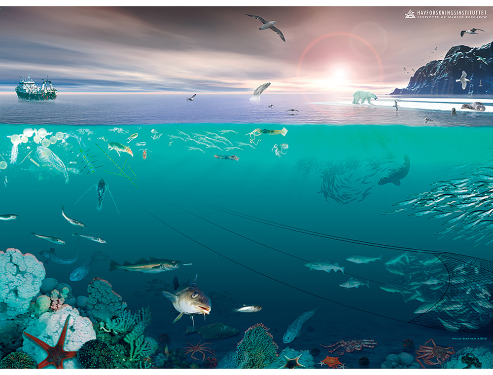 Figur 4.2 Økosystemet i Barentshavet
